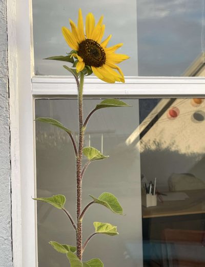 Sonnenblume